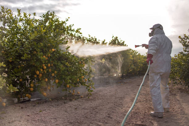Best Pest Prevention Services  in Festus, MO
