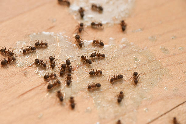 Best Exterminator Services  in Festus, MO