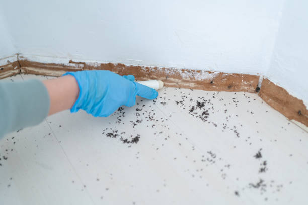 Best Residential Pest Control  in Festus, MO